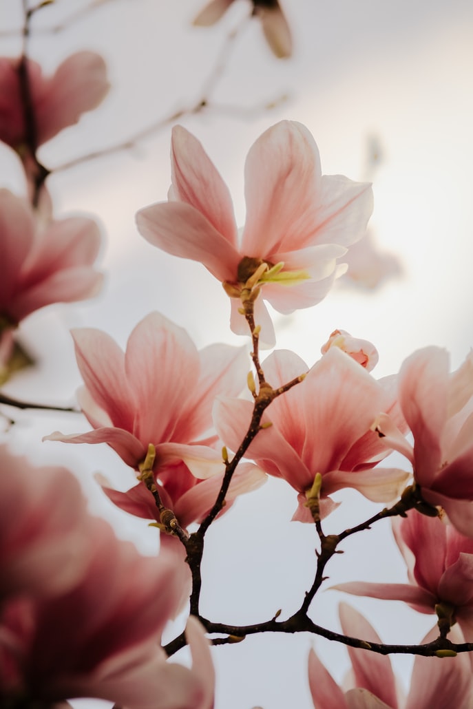 pflege-tipps-magnolie