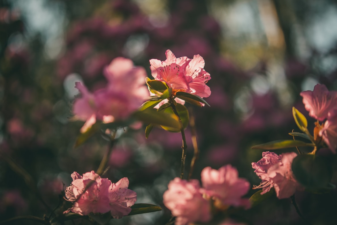 Rhododendron - Pflanzanleitung und Pflegearbeiten