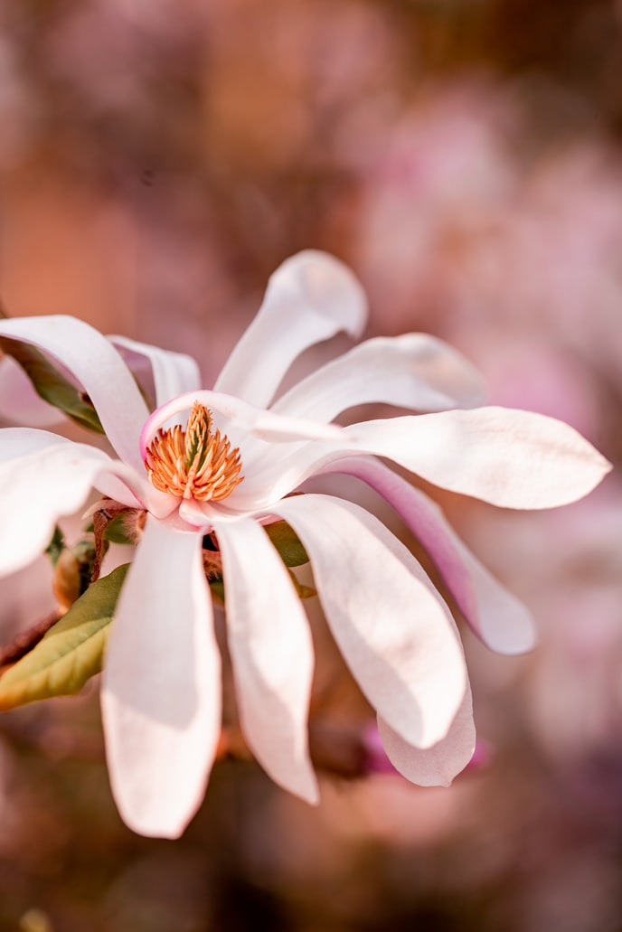 stern-magnolie-pflege-tipps