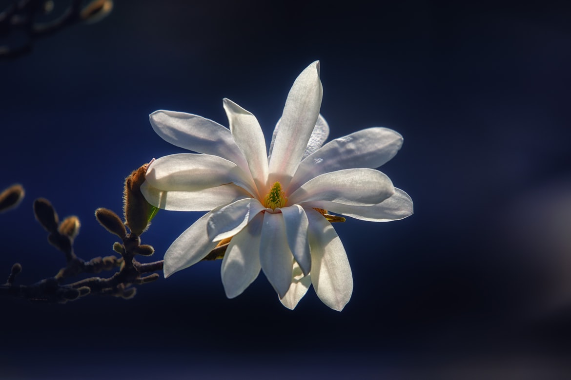stern-magnolie-pflege