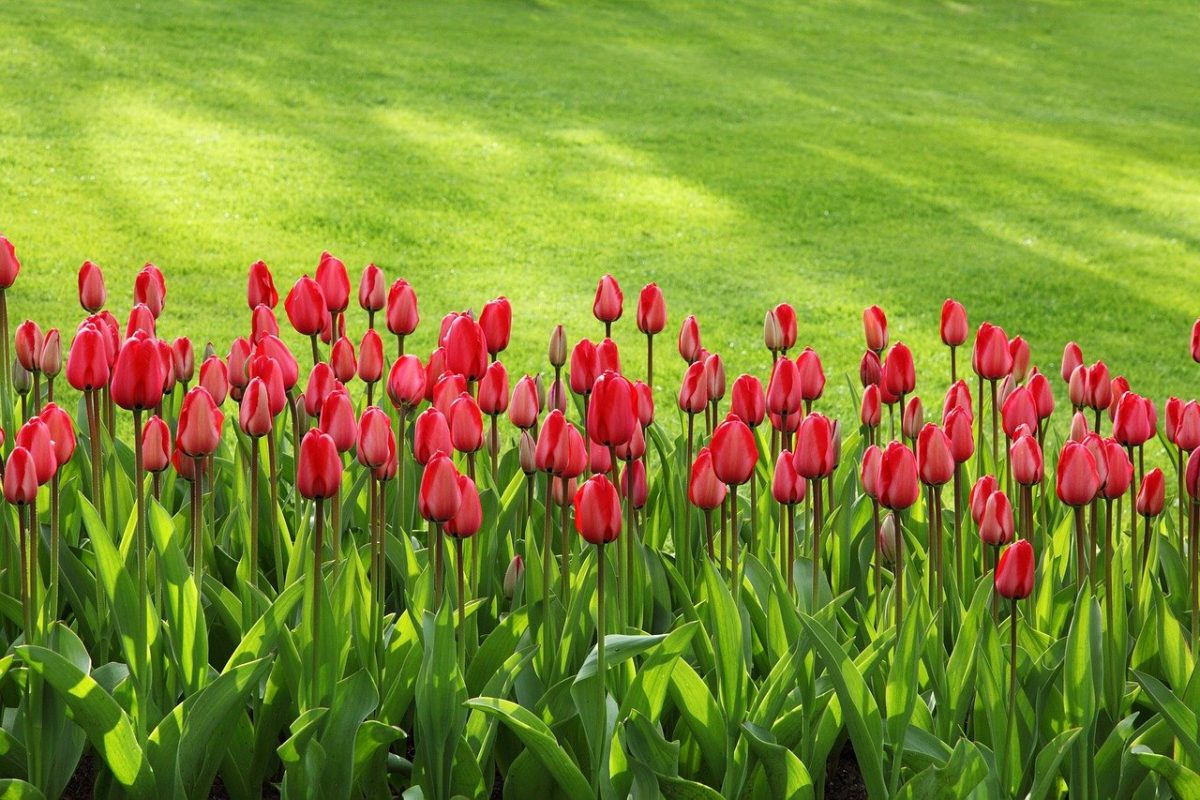 Tulpen - Pflanzanleitung und Pflegearbeiten