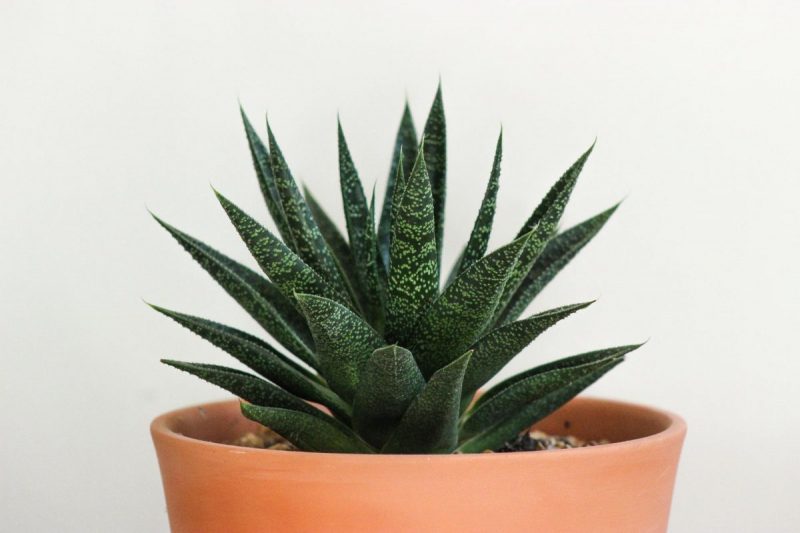 Aloe - Pflanzenpflege und Anbauanleitung
