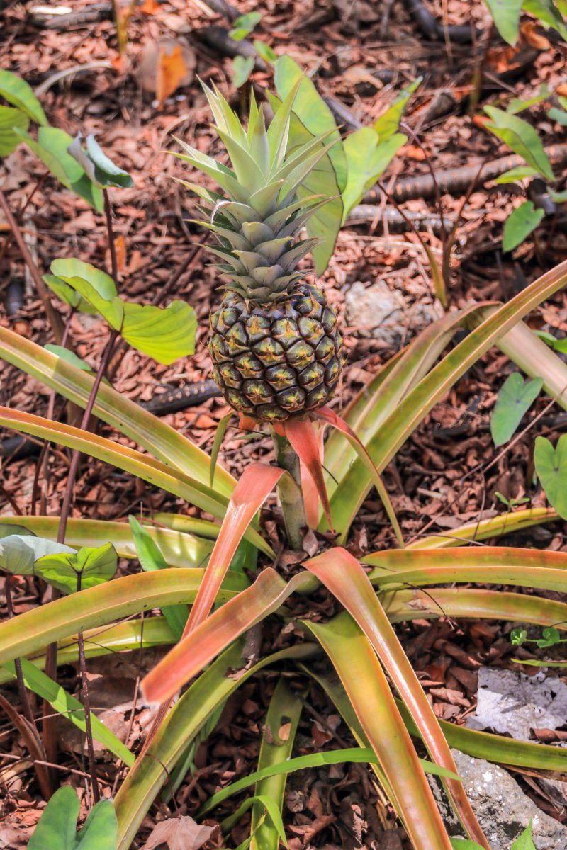 ananaspflanze-anbau-tipps