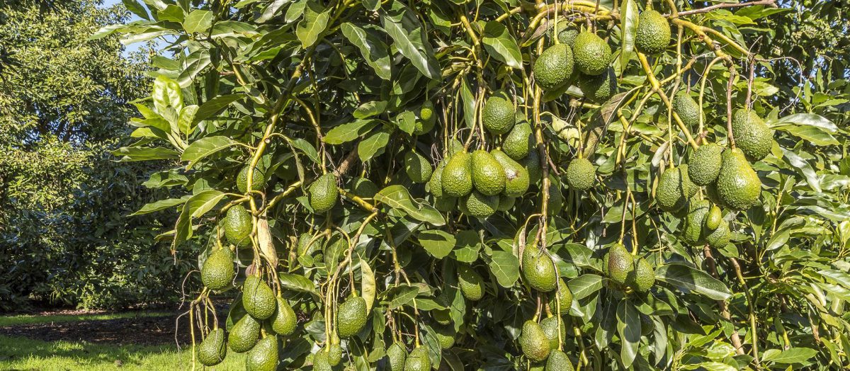 Avocado - Pflanzenpflege und Anbauanleitung