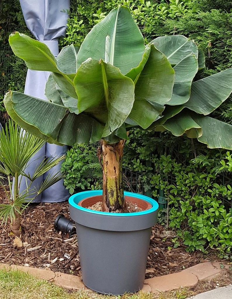 bananen-pflanze-richtig-waessern
