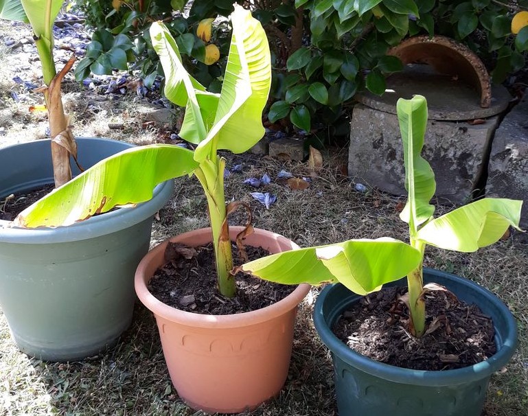 bananen-pflanze-vermehren