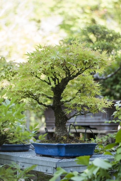 bonsai-anbau-tipps