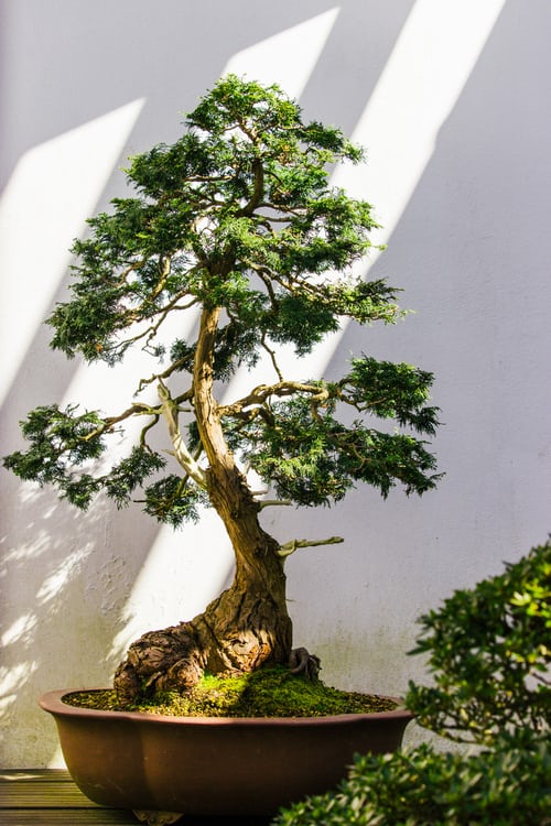 bonsai-richtig-waessern
