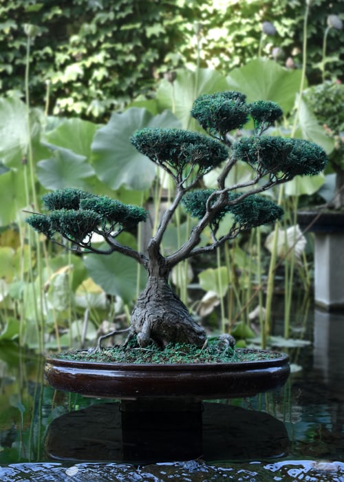 bonsaibaum-kiefern-anbau