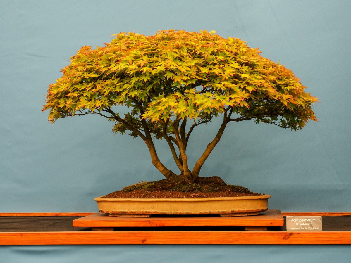 bonsaibaum-richtig-pflegen