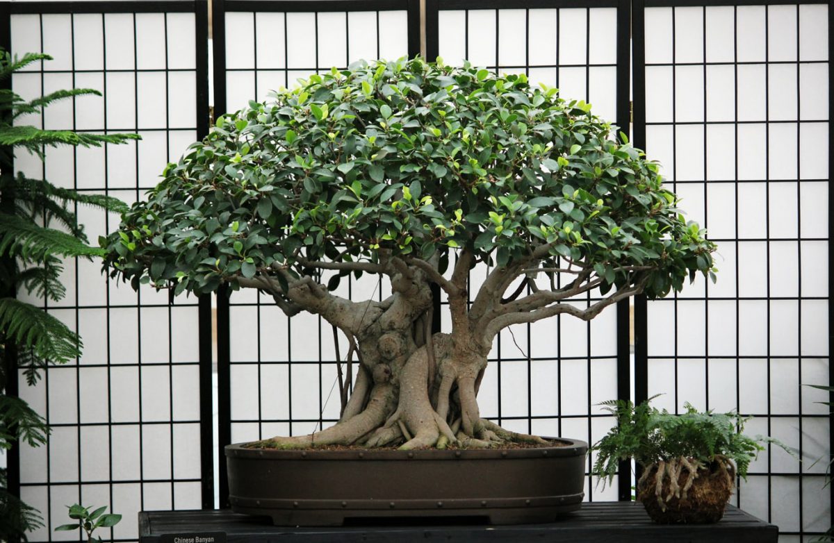 bonsaibaum-richtig-schneiden