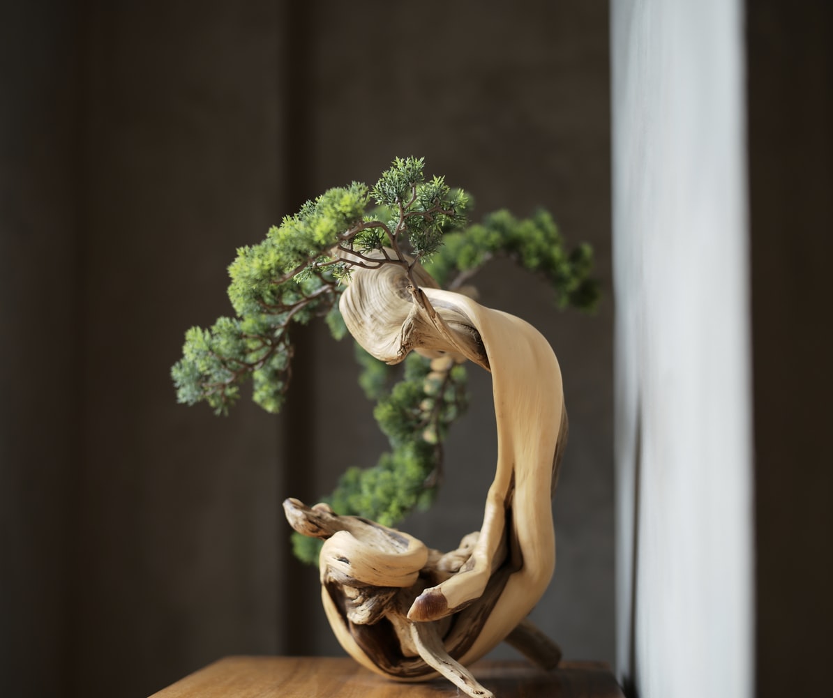 bonsaibaum-wacholder
