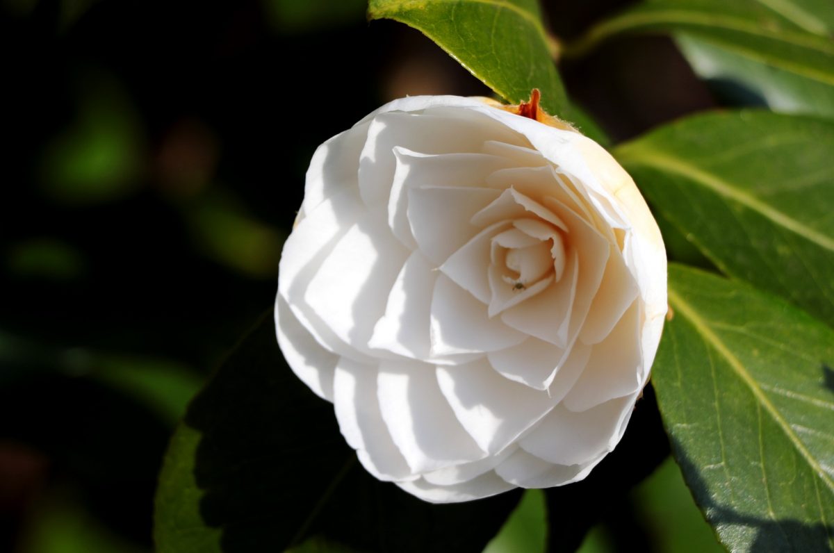 camellia-bluete
