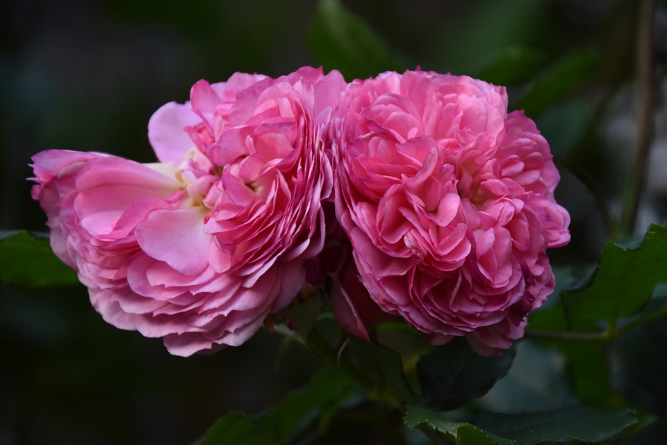 damaszener-rosenblueten