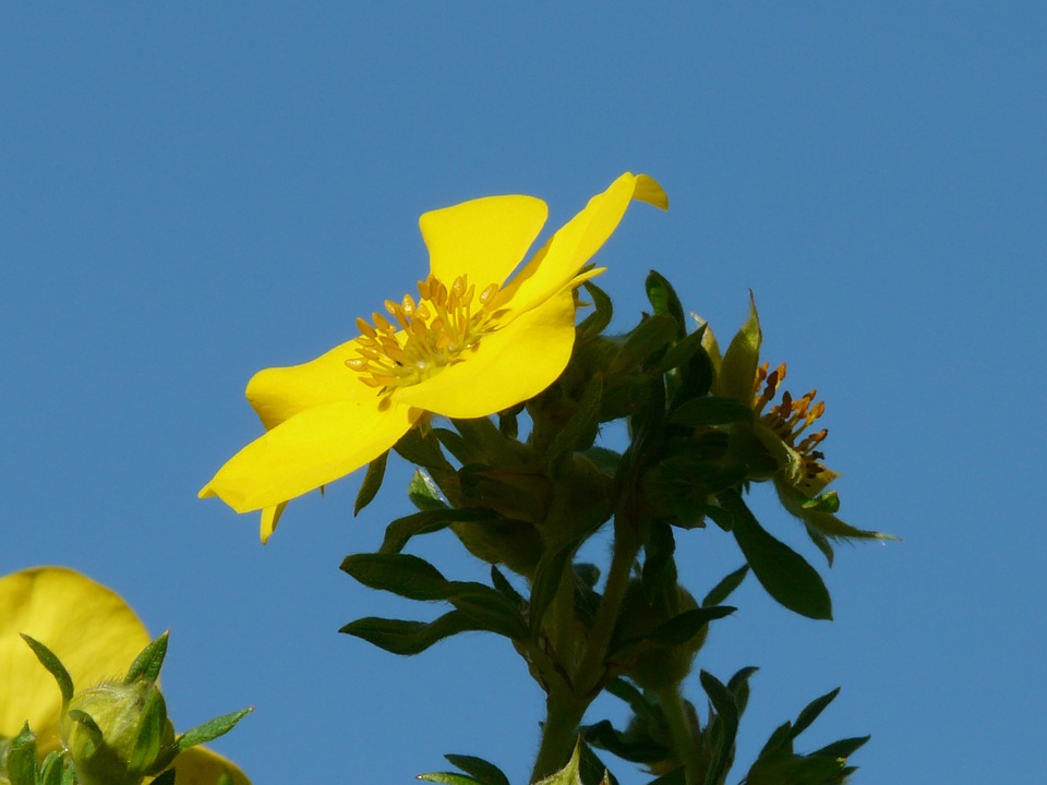 fingerkraut-pflanze-gelb