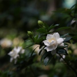 gardenia-pflege-anleitung