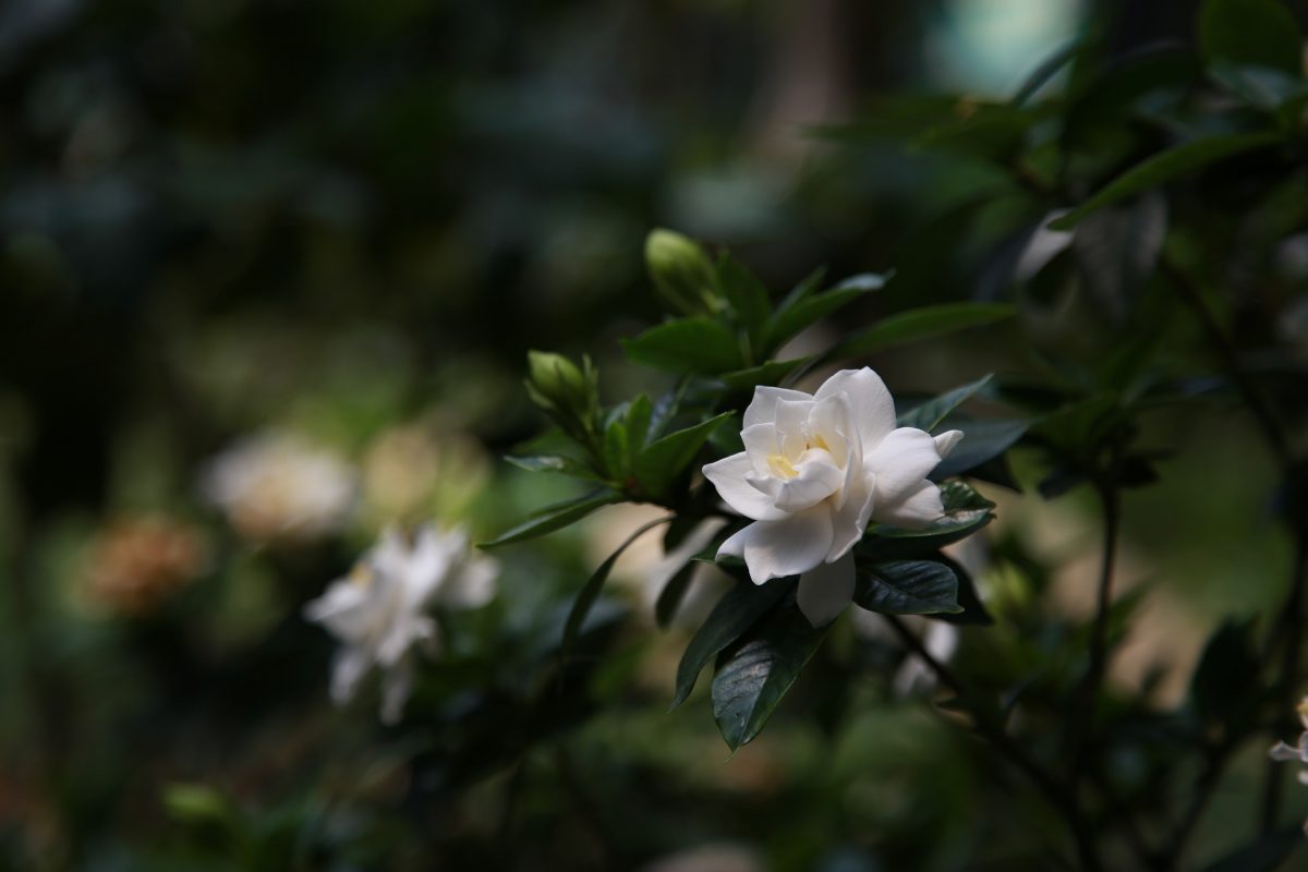 Gardenia - Pflanzenpflege und Anbauanleitung