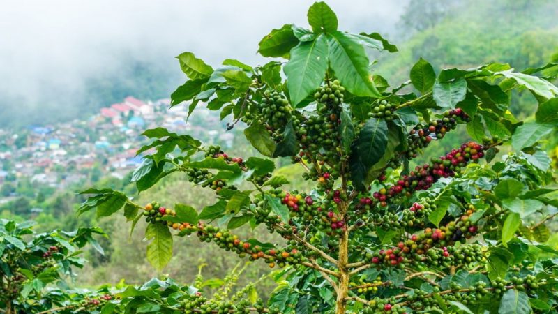 Kaffeebaum - Pflanzenpflege und Anbauanleitung