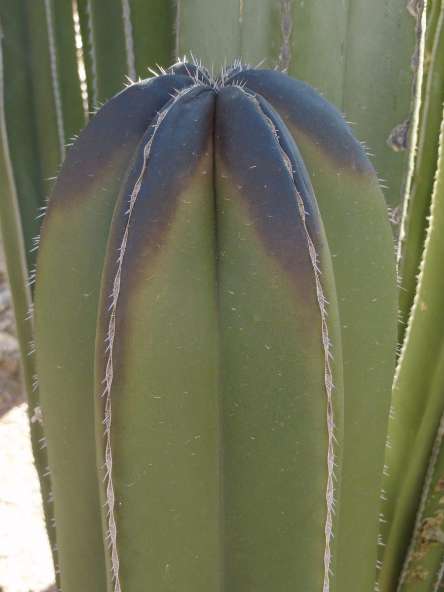 kaktus-frostbrand
