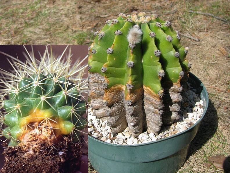 kaktus-fusarium