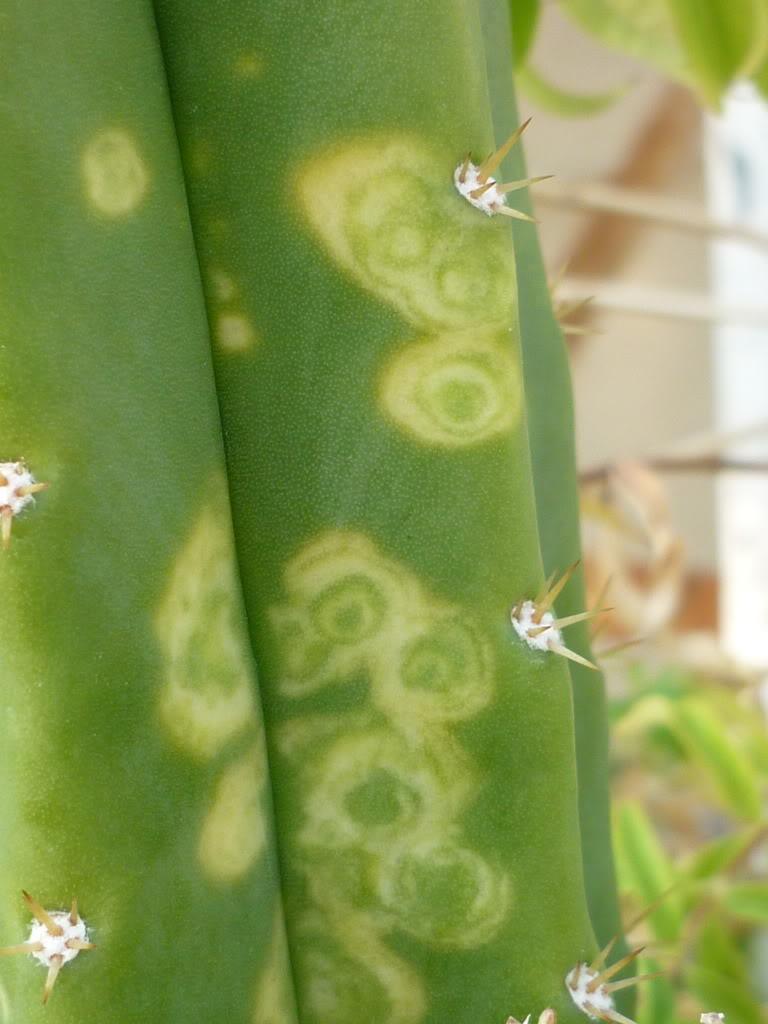 kaktus-mosaikvirus