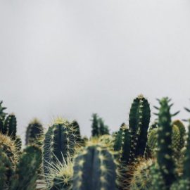 kaktus-pflege-anleitung