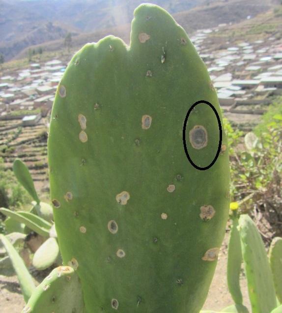 kaktus-phomafaeule