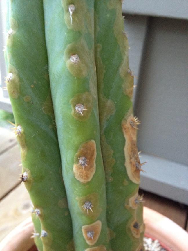kaktus-phomopsisbefall