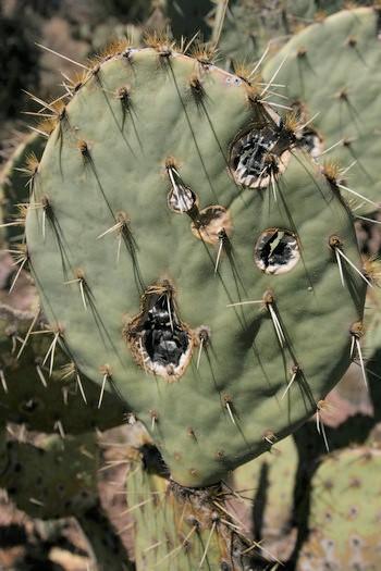 kaktus-phyllostictapilz