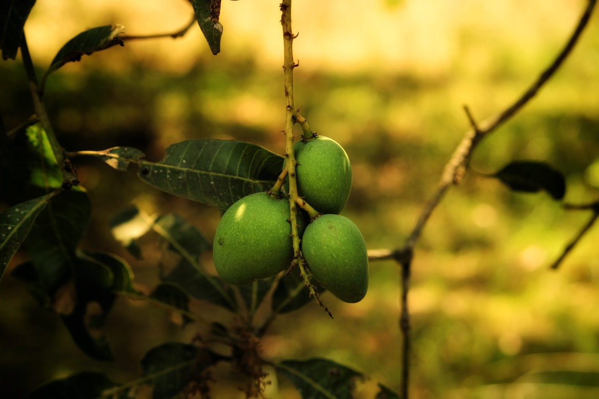 Mango - Pflanzenpflege und Anbauanleitung