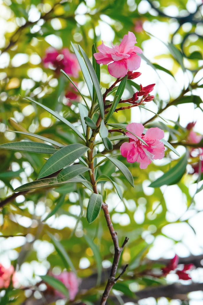 oleander-richtiger-umfeld