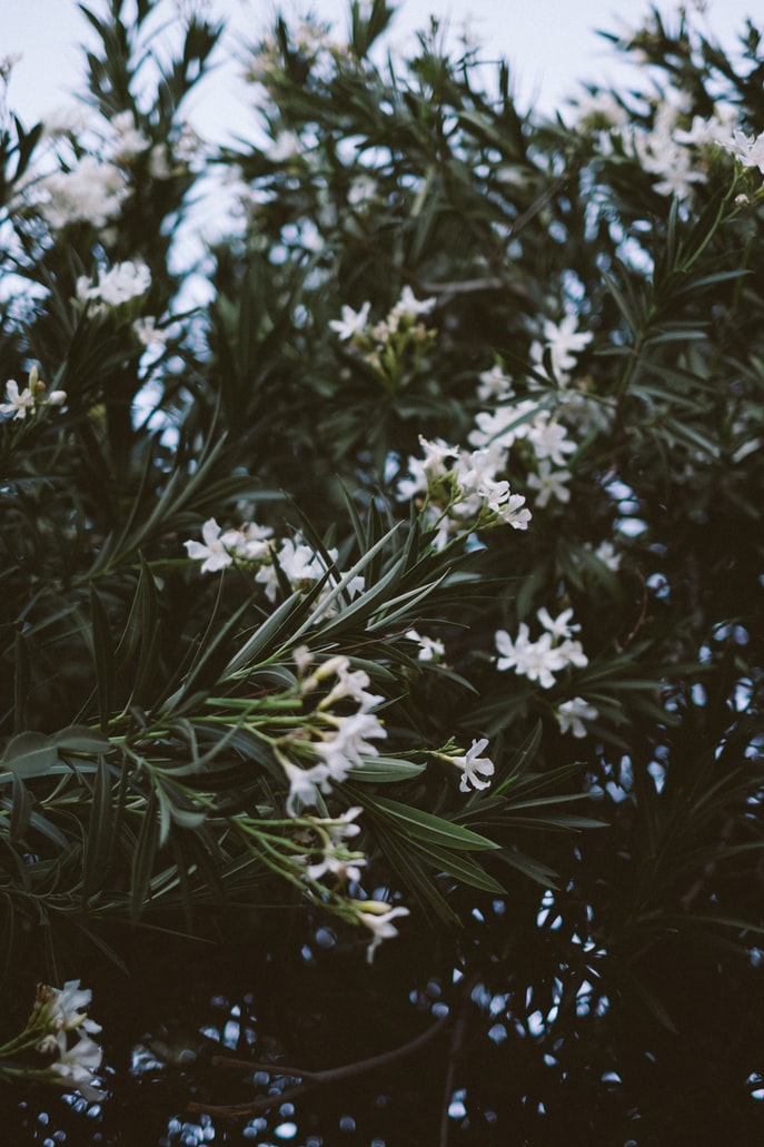 oleander-weisse-bluete