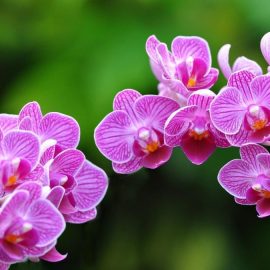 orchidee-pflanze