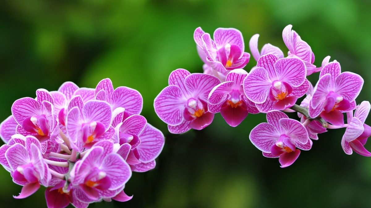 Orchidee - Pflanzenpflege und Anbauanleitung