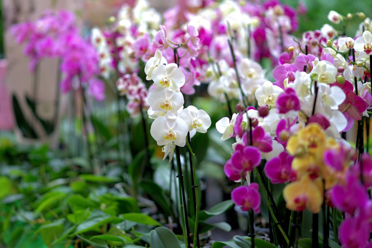 Orchidee - Pflanzenpflege und Anbauanleitung