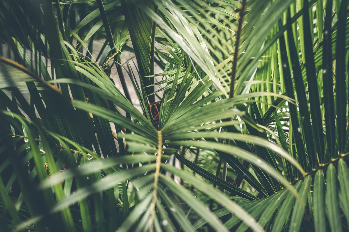 Palmen - Pflanzenpflege und Anbauanleitung