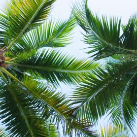 palmen-pflege-anleitung