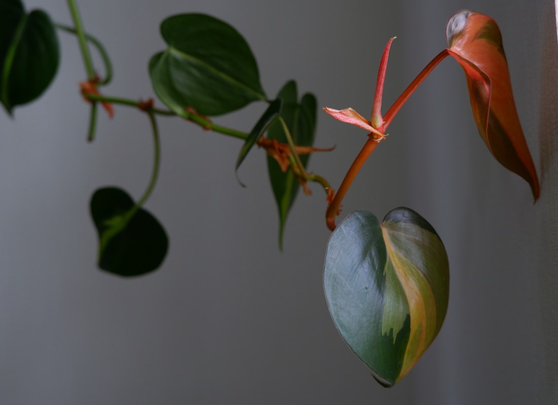 Philodendron - Pflanzenpflege und Anbauanleitung