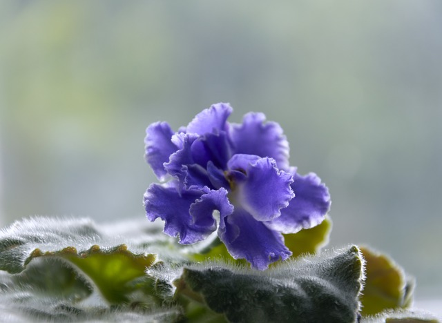 usambaraveilchens-violett-bluete