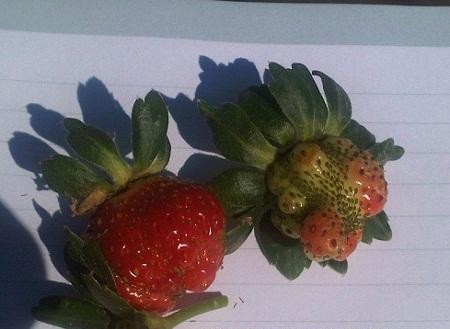 erdbeere-ernährungsmängel-bor