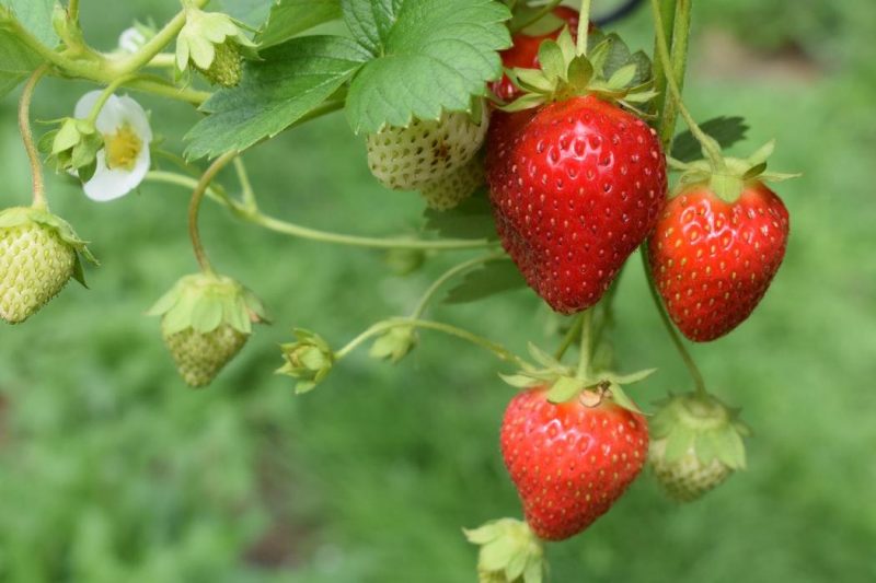 Erdbeere-Behandlungen - Schädlings- und Krankheitsbekämpfung