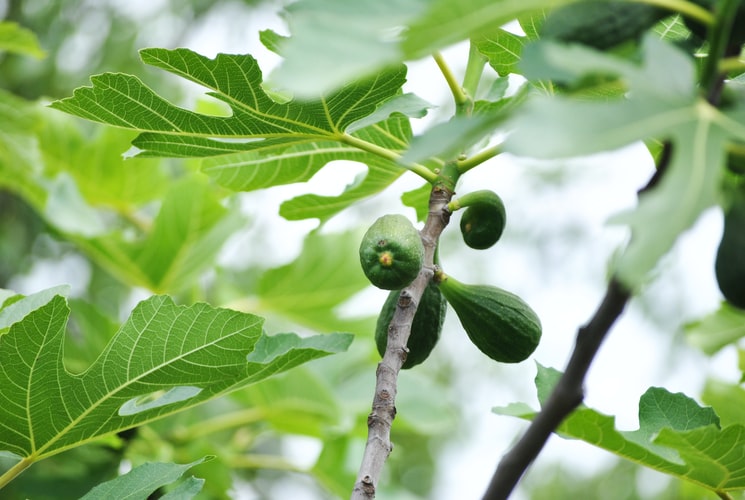 Feigenbaum - Pflanzung - Anbau und Ernte