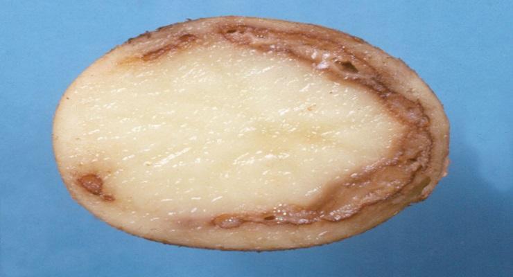 bakterienringfaule-der-kartoffel