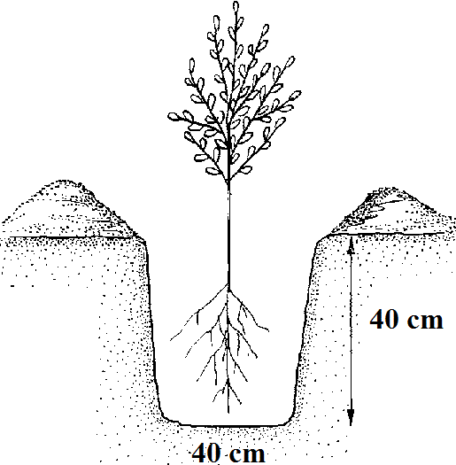 sanddorn-pflanzgrube