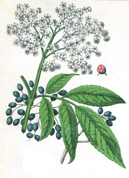schwarzer-holunder-pflanze