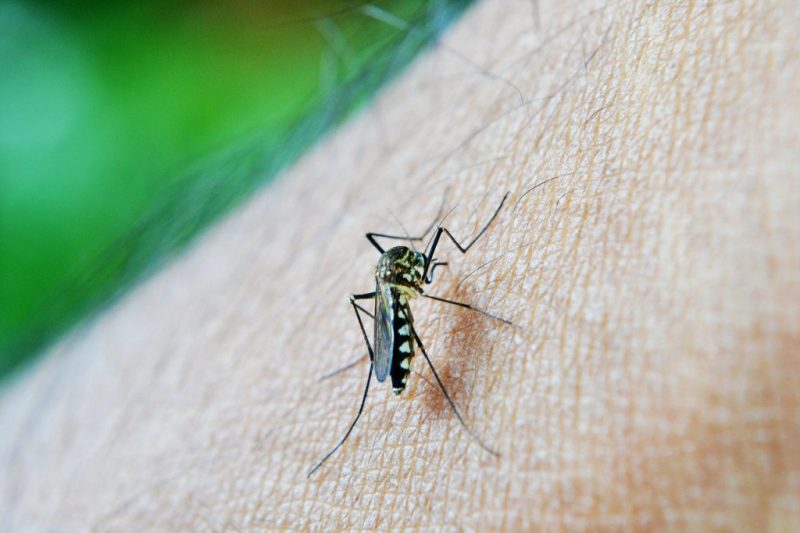 Wie man Stechmücken loswird