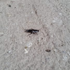 Bitte identifizieren Sie diese Kakerlake, die ich auf dem Dachboden des Hauses gefunden habe ARM DE Community