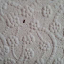 Welches Produkt trage ich auf die Wände und den Teppich gegen Insekten auf? ARM DE Community
