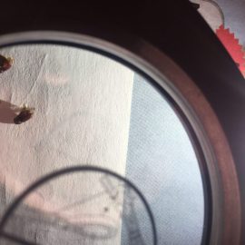 Was kann ich gegen die Nagekäfer im Eichenparkett auftragen? ARM DE Community