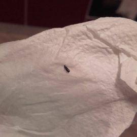 Was sind diese Insekten im Badezimmer und im Schlafzimmer neben dem Badezimmer? ARM DE Community